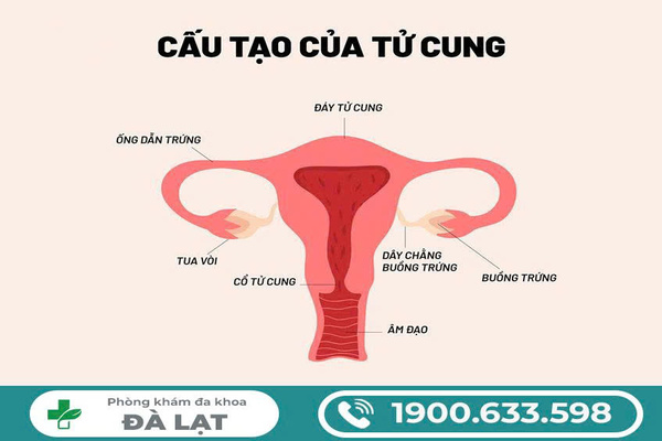 Nổi Cục Ở Tử Cung Nữ Giới Cảnh Báo Bệnh Gì? 